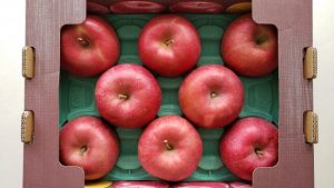 コストコ「青森県産ふじりんご」大きめサイズで香り高い上品りんご♪気になる値段比較あり♪